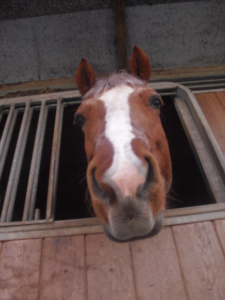 Highland Pony Stardust SOLGT - set nede fra  billede 14