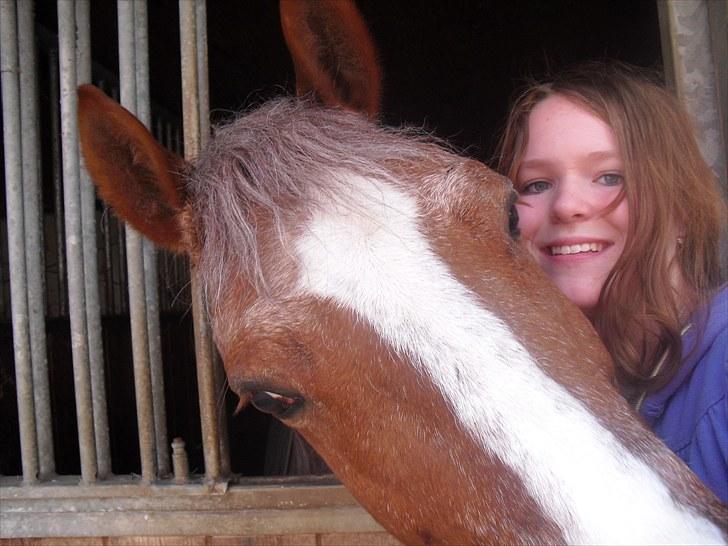Highland Pony Stardust SOLGT - Os to billede 15