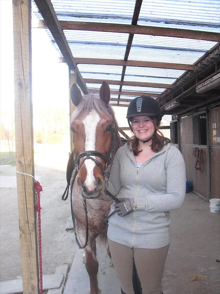 Highland Pony Stardust SOLGT - os to billede 16