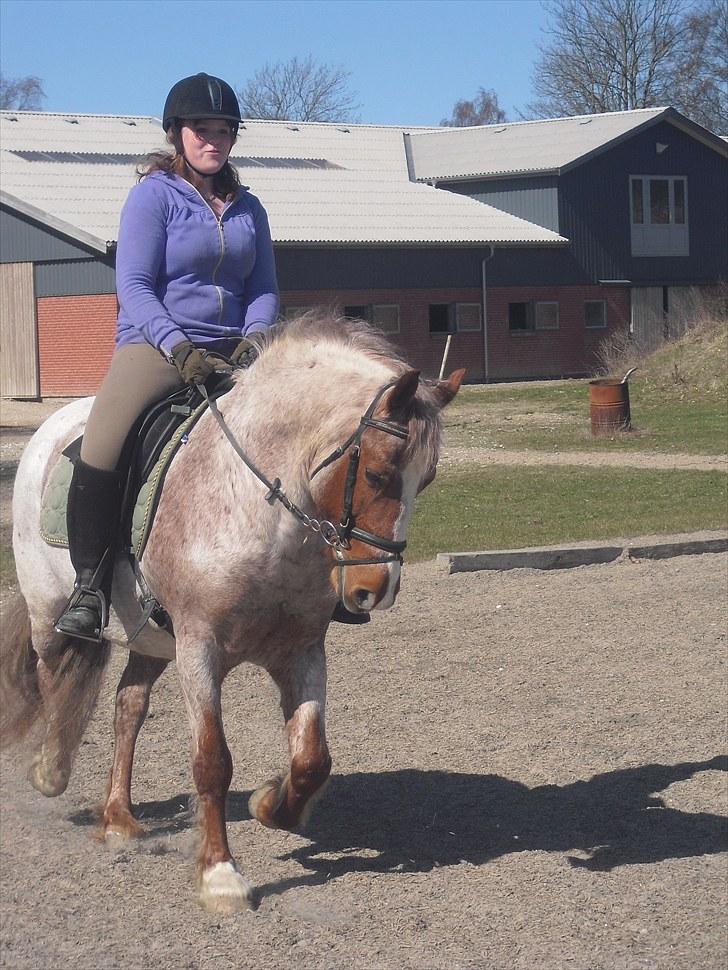 Highland Pony Stardust SOLGT - Dressur  billede 17