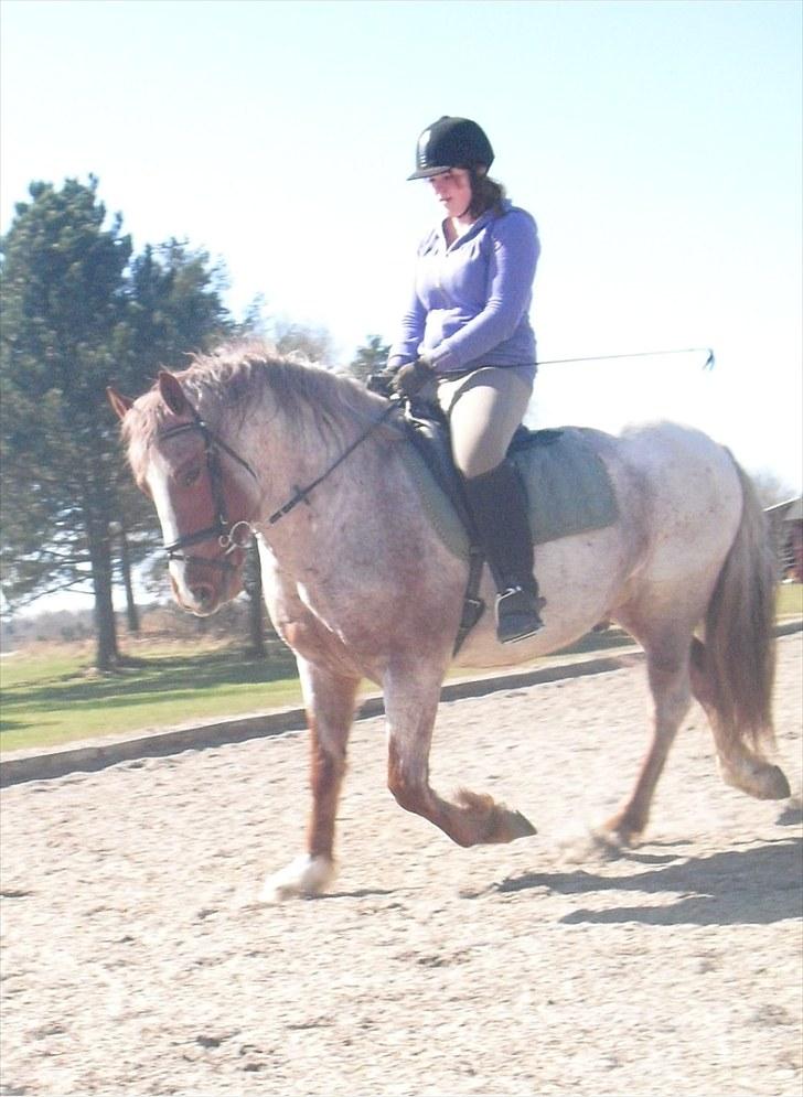 Highland Pony Stardust SOLGT - mere Dressur billede 18