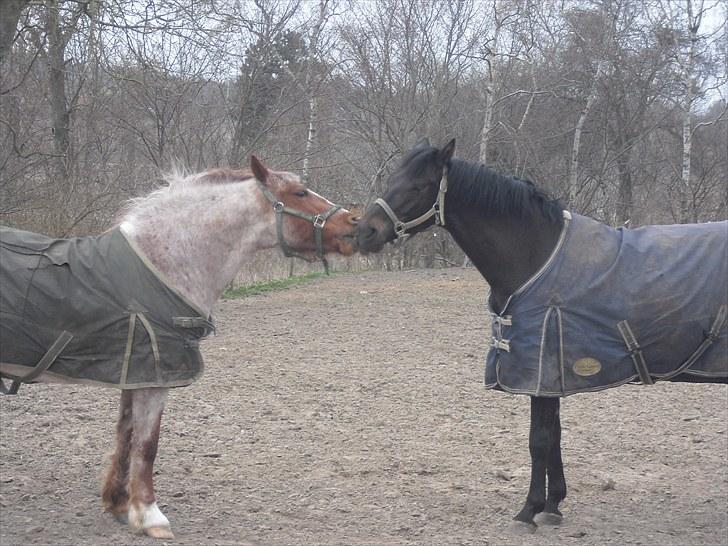 Highland Pony Stardust SOLGT - Stardust og hans fold kammerat Sorte billede 19
