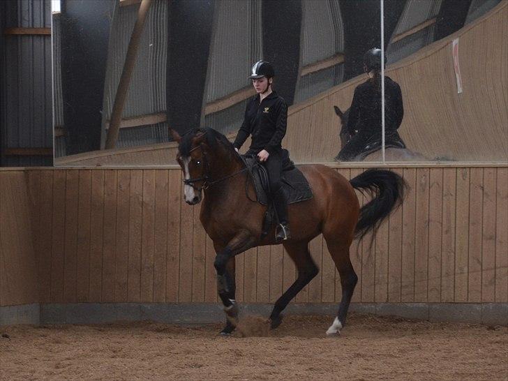 Dansk Varmblod BRDH Whyoni - Marts 2011 billede 11