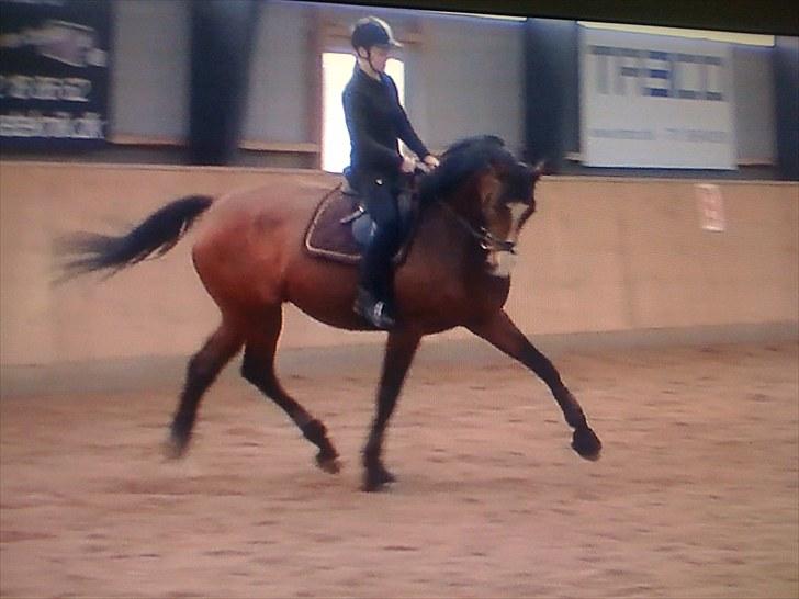 Dansk Varmblod BRDH Whyoni - Træning d. 02-05 2010 billede 12