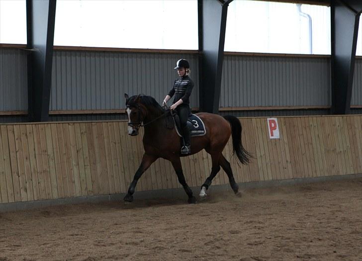 Dansk Varmblod BRDH Whyoni - Træning d. 02-05 2010 billede 13