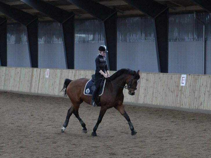 Dansk Varmblod BRDH Whyoni - Træning d. 02-05 2010 billede 14