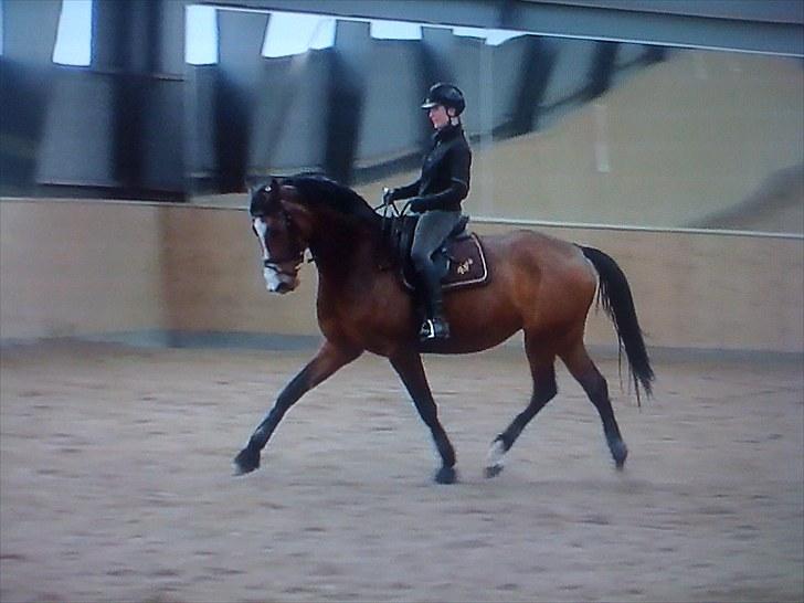 Dansk Varmblod BRDH Whyoni - Træning d. 02-05 2010 billede 15