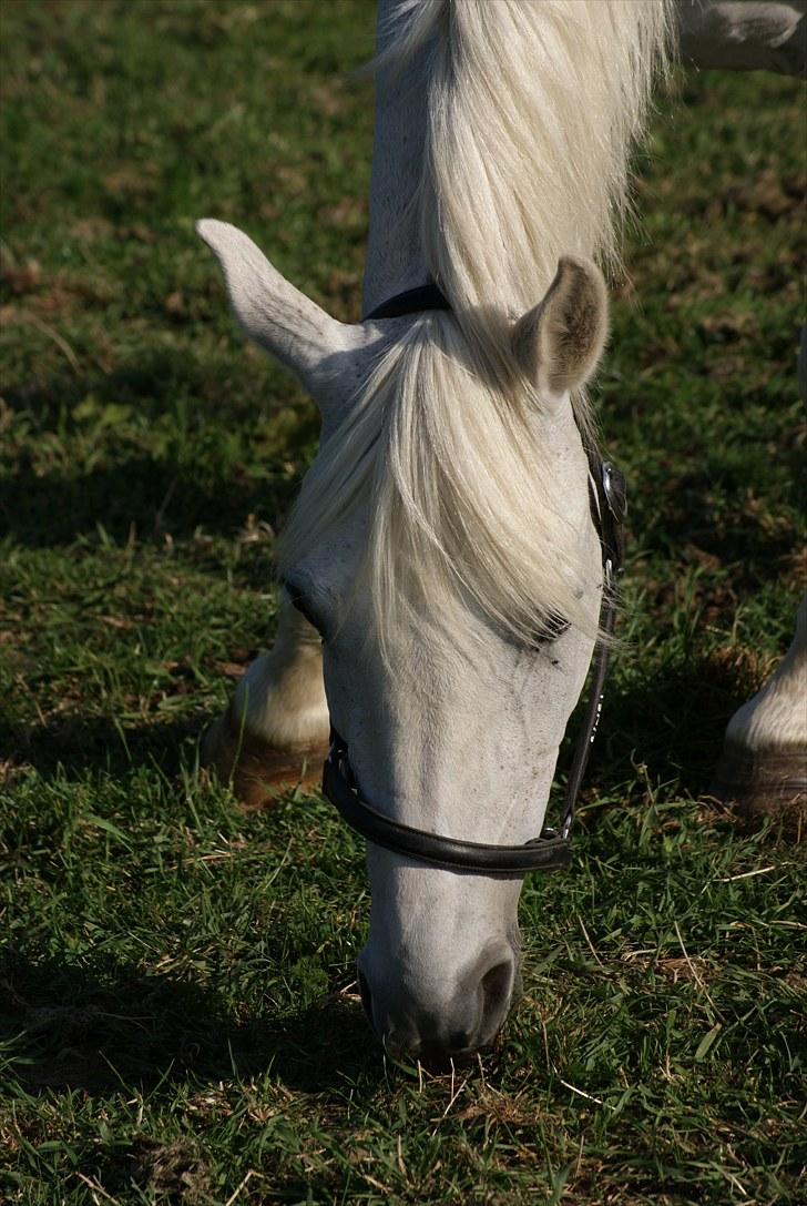 Anden særlig race Mrs. Bine - Folden. :-) billede 7