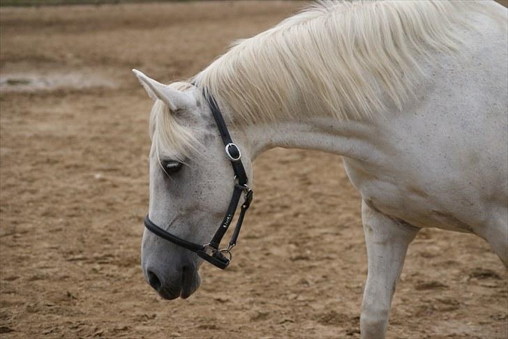 Anden særlig race Mrs. Bine - Hygge i ridehuset. :-) billede 9