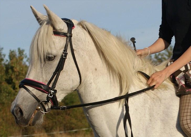 Anden særlig race Mrs. Bine - Fold ridning - 2009 :-) billede 12