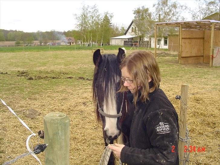 Irish Cob Kloster's Maxi - *vikarhesten* billede 8