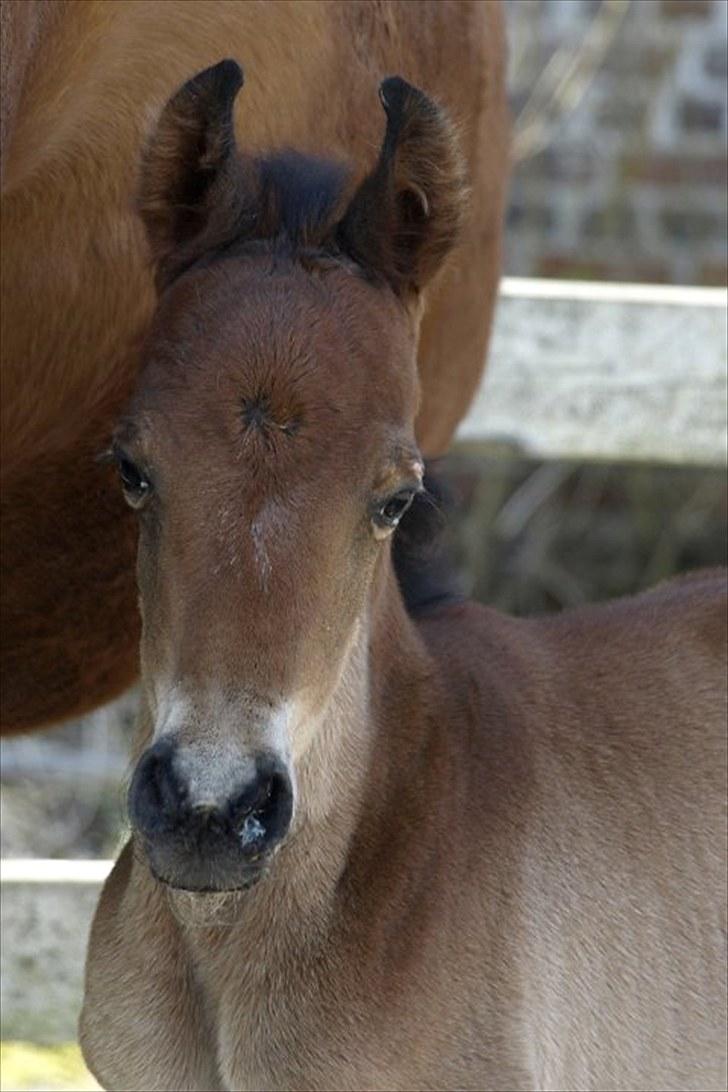 Arabisk fuldblod (OX) FE Laziz billede 2