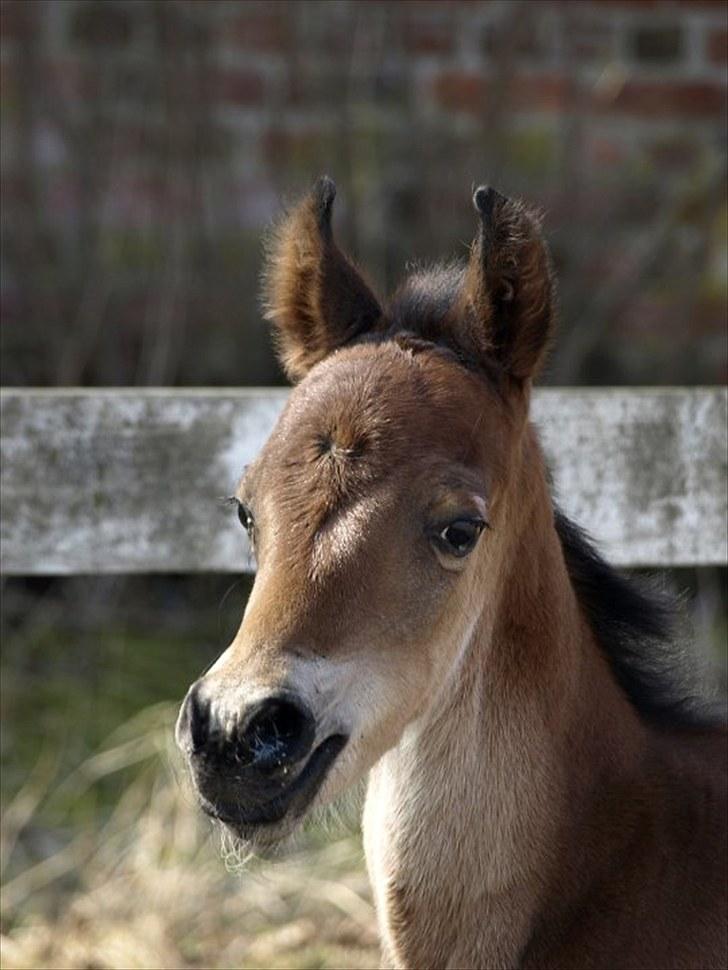 Arabisk fuldblod (OX) FE Laziz billede 3