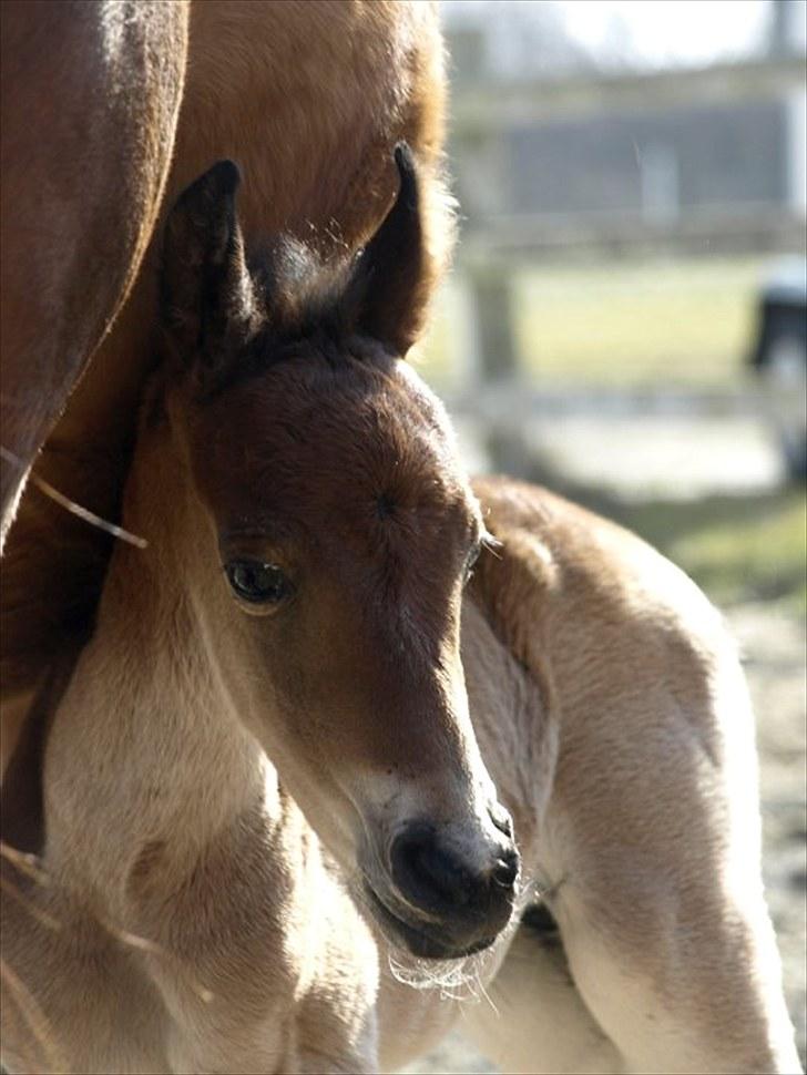 Arabisk fuldblod (OX) FE Laziz billede 4