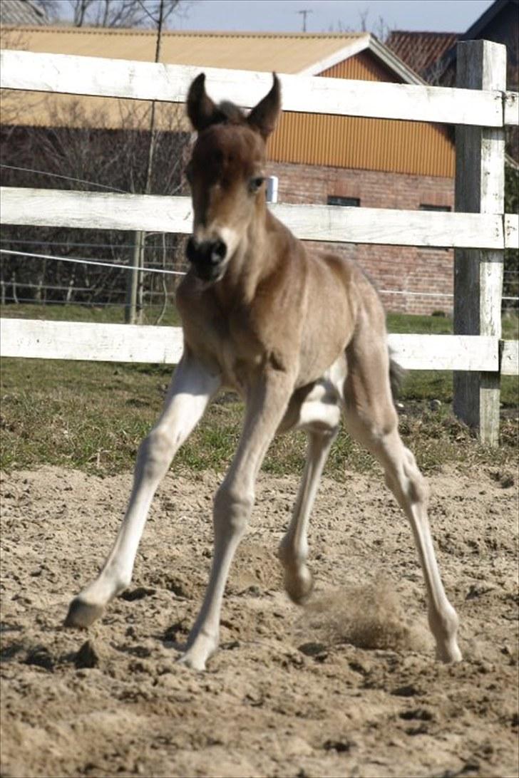 Arabisk fuldblod (OX) FE Laziz billede 5