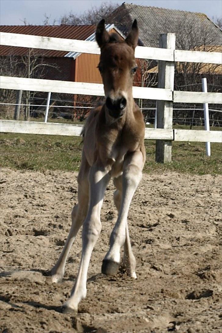 Arabisk fuldblod (OX) FE Laziz billede 6