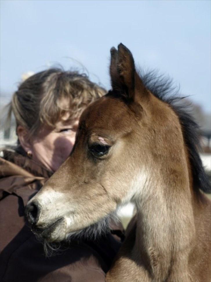 Arabisk fuldblod (OX) FE Laziz billede 7