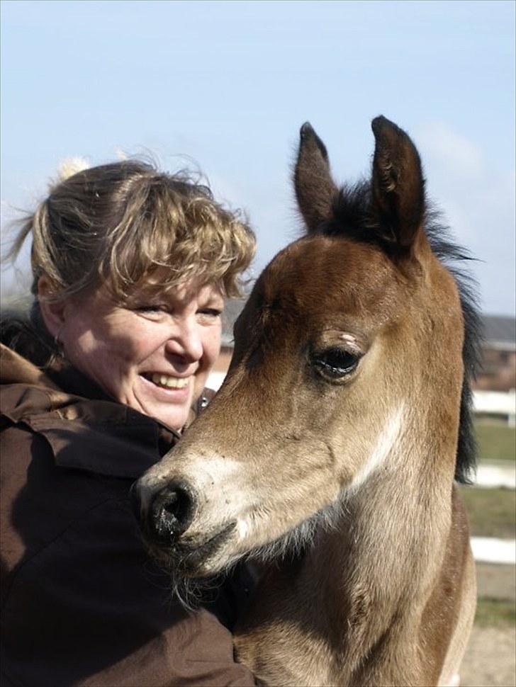 Arabisk fuldblod (OX) FE Laziz billede 8