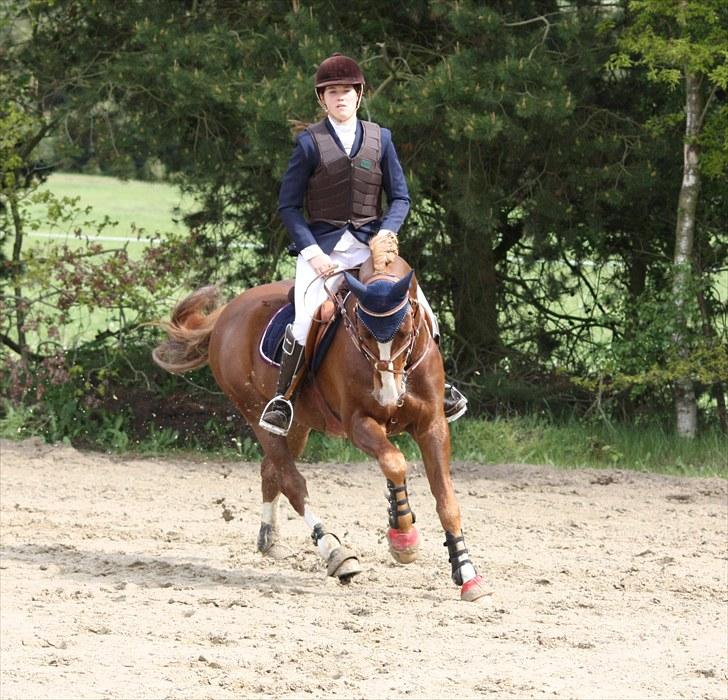 Hollandsk Sportspony Jetse! (: <3 - L/M-championat (DM - agtig) i springning for pony på Kallehavegaard 2010 - opvarmning (: billede 2