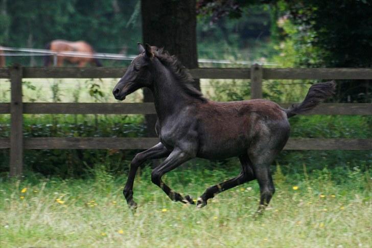 Tennessee Walker Sparkling Blue Nell billede 7