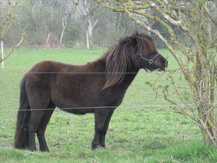 Shetlænder Degneløkken's Andrea billede 2