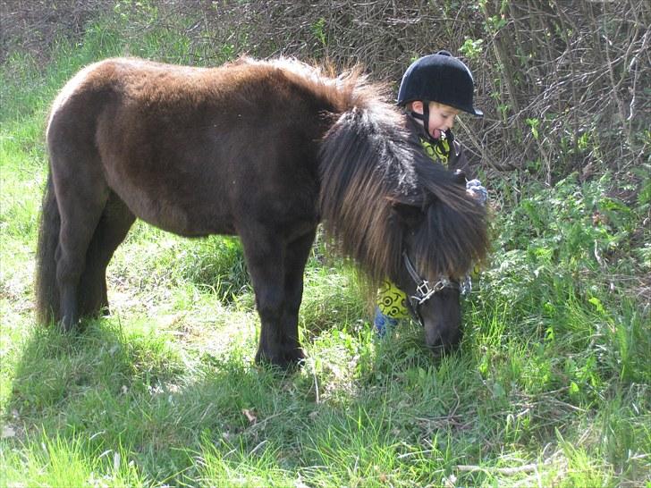 Shetlænder Degneløkken's Andrea - min søn med hans pony billede 5