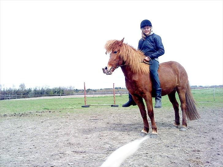 Islænder Glauma fra skygge <3 Himmelhest - rider uden sadle på glauma billede 13