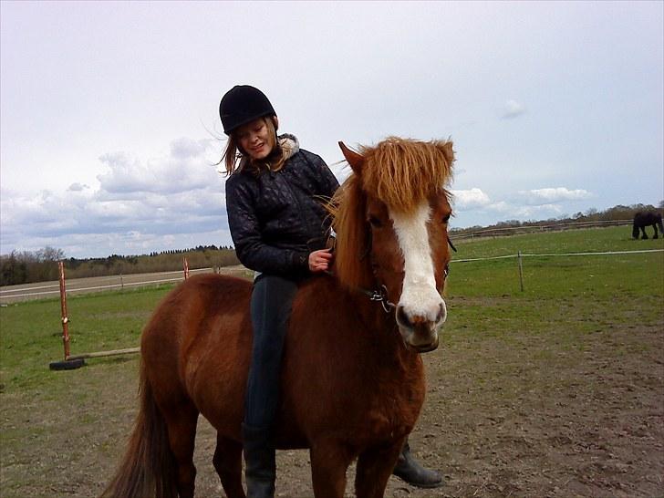 Islænder Glauma fra skygge <3 Himmelhest - jah elsker bare at ride uden sadle billede 14