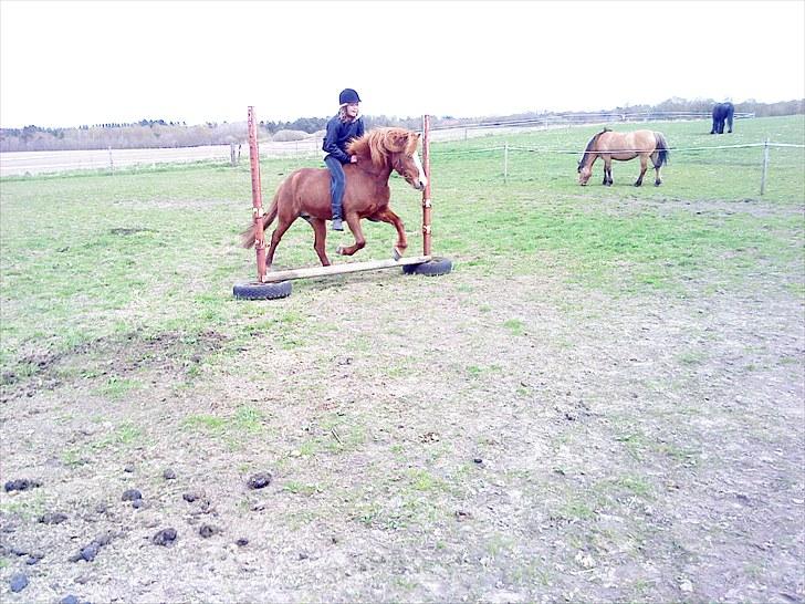 Islænder Glauma fra skygge <3 Himmelhest - springer på glauma  billede 15