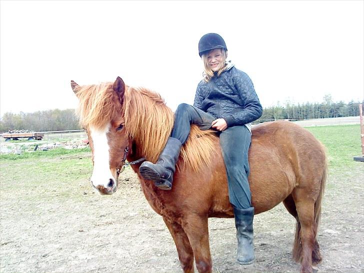 Islænder Glauma fra skygge <3 Himmelhest - lidt dame sadle på glauma <3 billede 16