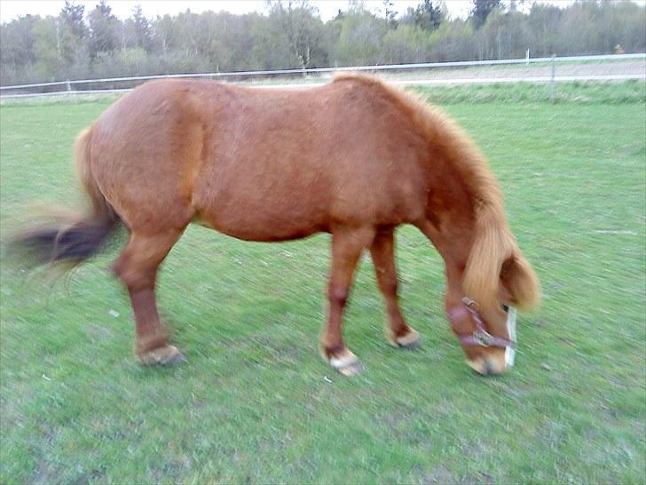 Islænder Glauma fra skygge <3 Himmelhest billede 17