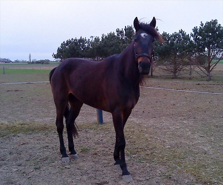 Traver Join the dream  billede 3