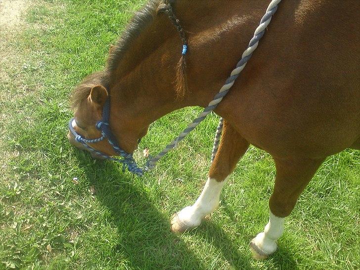 Welsh Mountain (sec A) <3Dorthealyst cherry<3Solgt :( - jeg elsker græs<3 billede 4