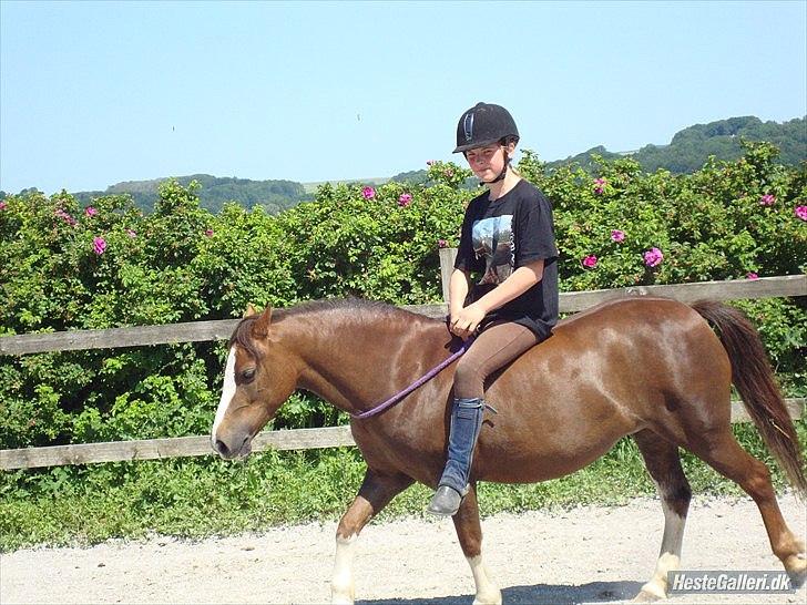 Welsh Mountain (sec A) <3Dorthealyst cherry<3Solgt :( billede 6