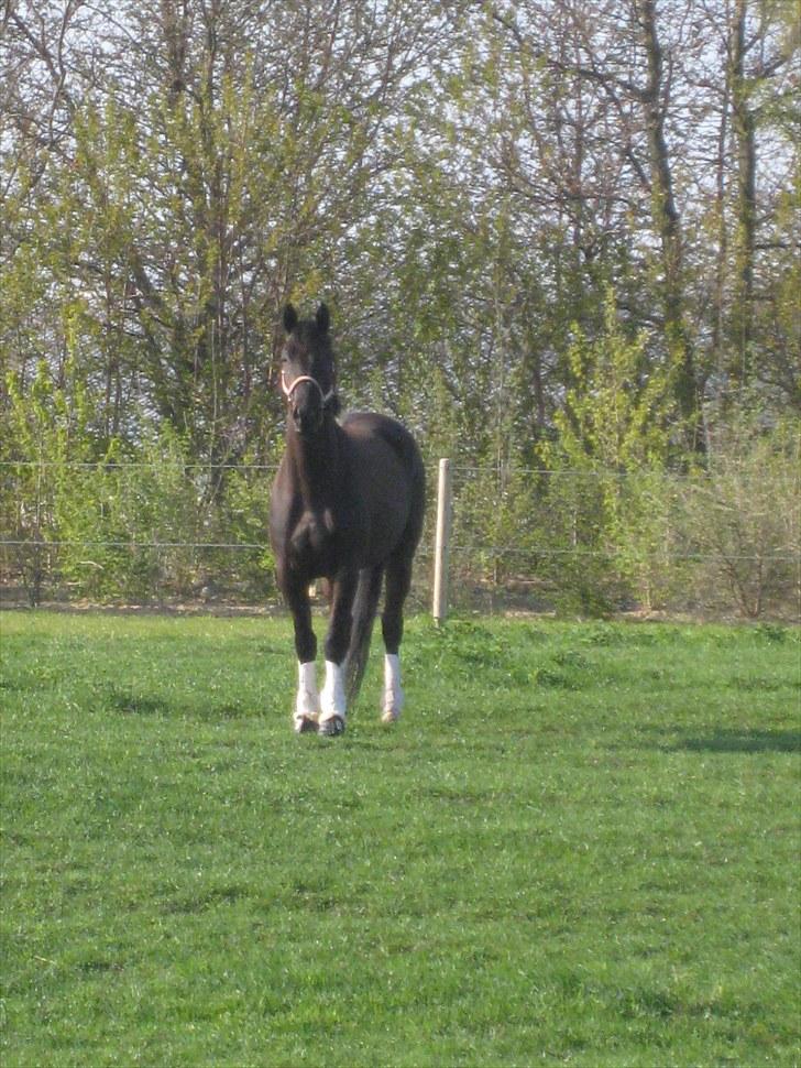 Trakehner Domino - På fold første dag på Bogø. billede 8