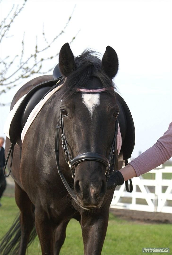 New Forest               Zarista - Smukke <3 Dato: 29/4 2010 Foto: Karen RH billede 5
