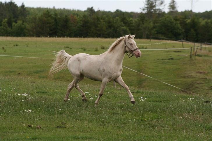 Welsh Pony (sec B) Aastrupgaards Blue - Avlshingst - 08 billede 8