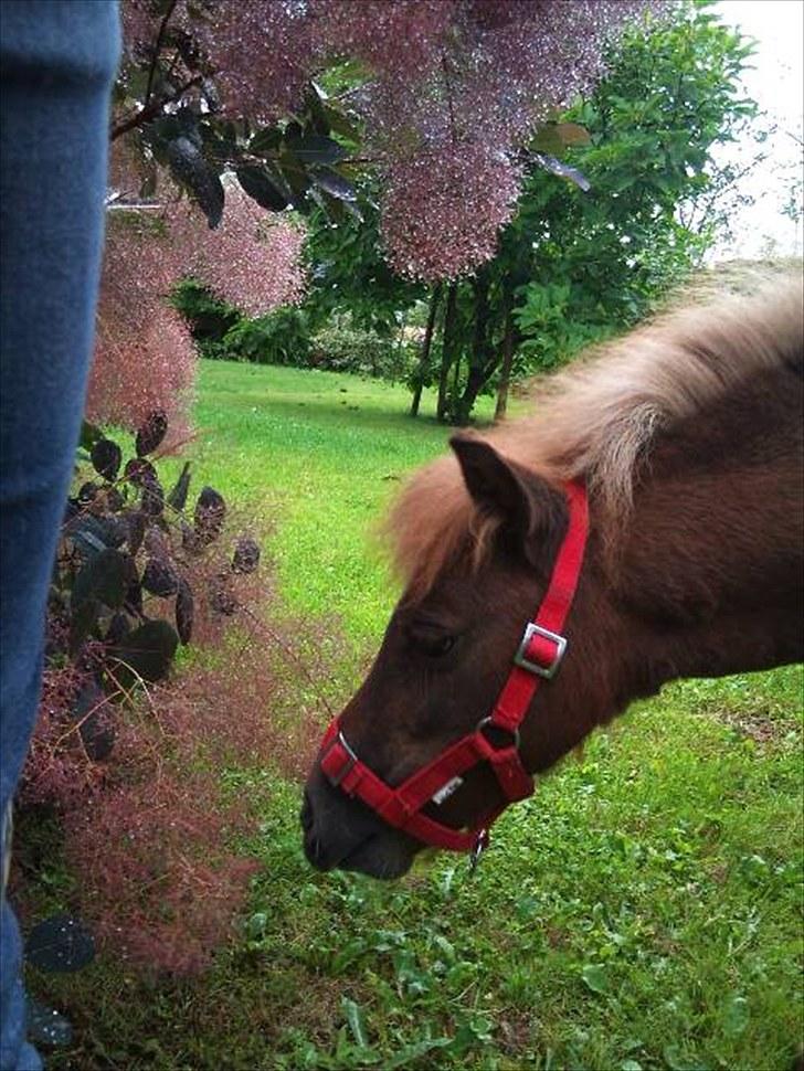 Shetlænder Maj 'SOLGT' billede 1