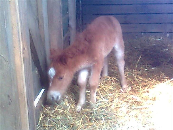 Shetlænder Maj 'SOLGT' billede 2