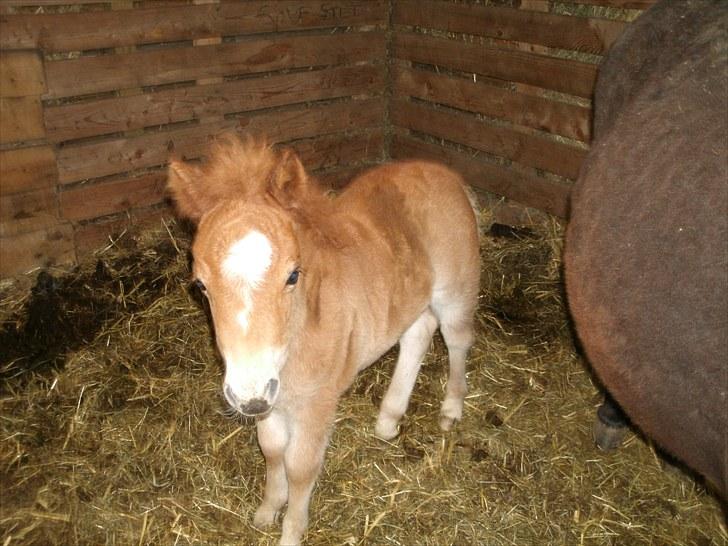 Shetlænder Maj 'SOLGT' billede 3