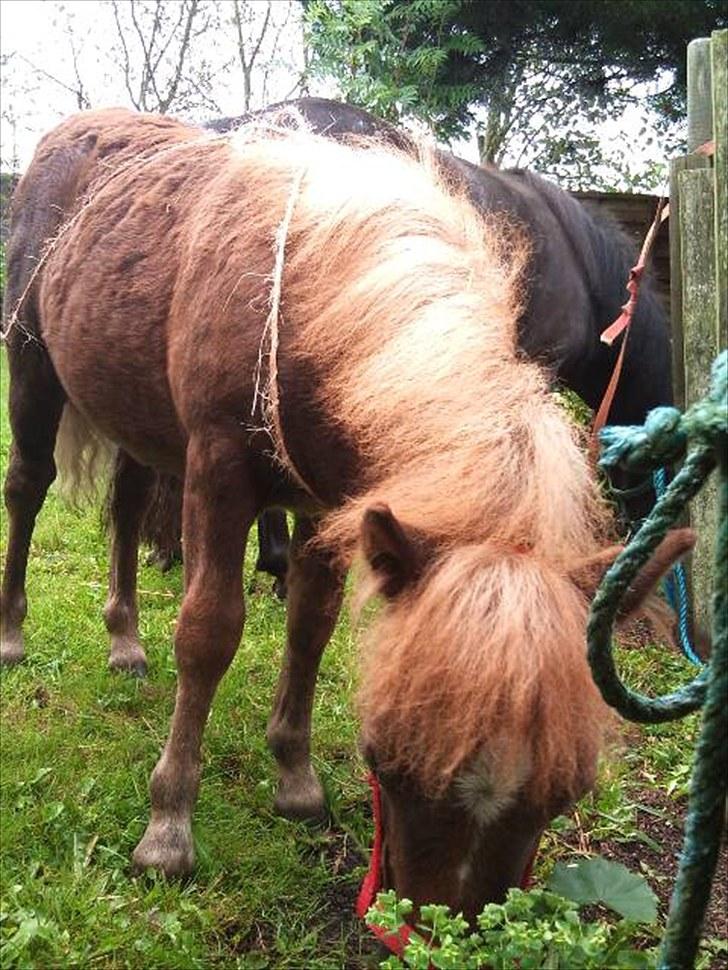 Shetlænder Maj 'SOLGT' billede 5