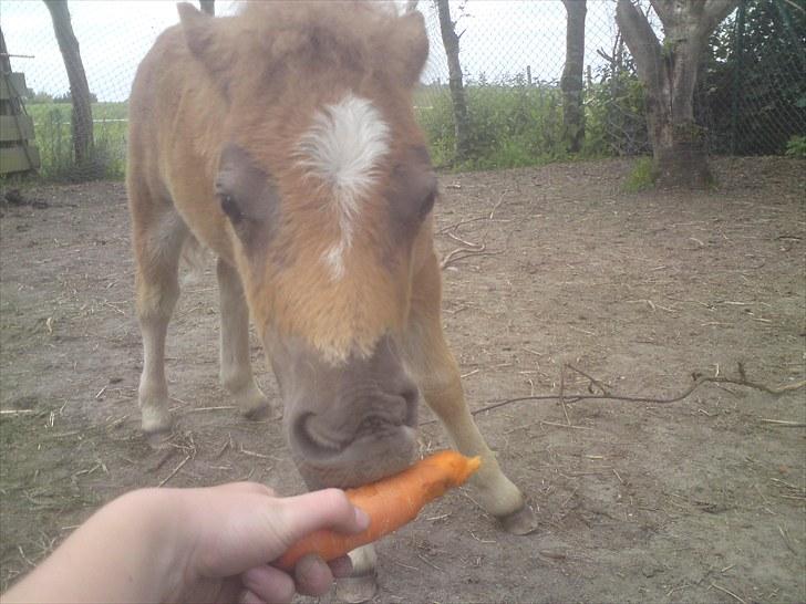 Shetlænder Maj 'SOLGT' - Mmmmm... gulerød;) billede 6