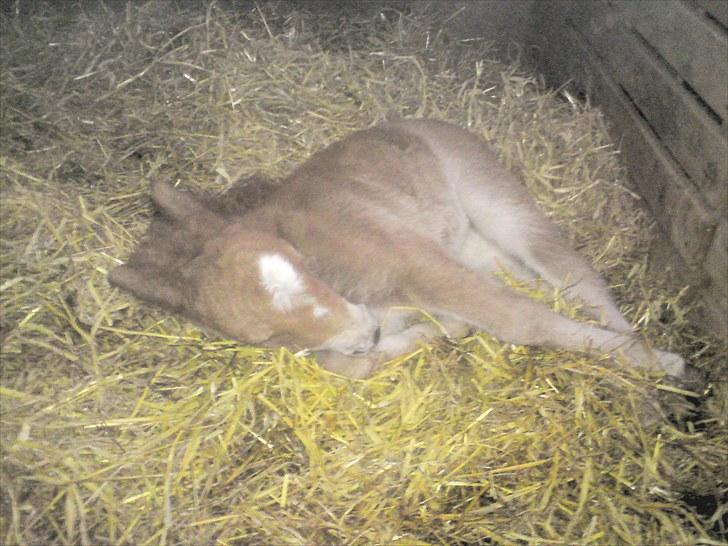 Shetlænder Maj 'SOLGT' billede 7