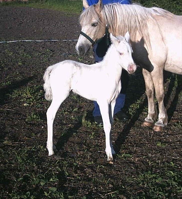 Welsh Pony (sec B) Aastrupgaards Blue - Avlshingst - meget nyt lille føl.  billede 9