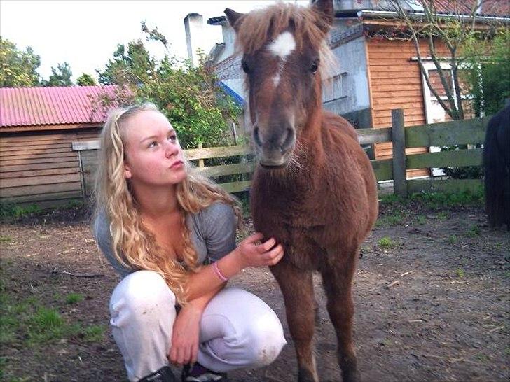 Shetlænder Maj 'SOLGT' billede 8