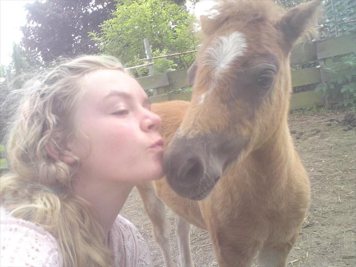 Shetlænder Maj 'SOLGT' billede 9