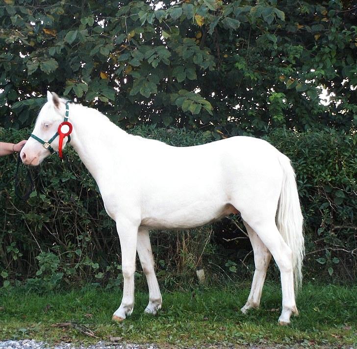 Welsh Pony (sec B) Aastrupgaards Blue - Avlshingst - 2005 da han fik 9 i helhed, og blev fløj billede 2