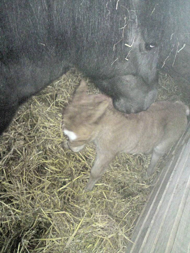 Shetlænder Maj 'SOLGT' billede 10