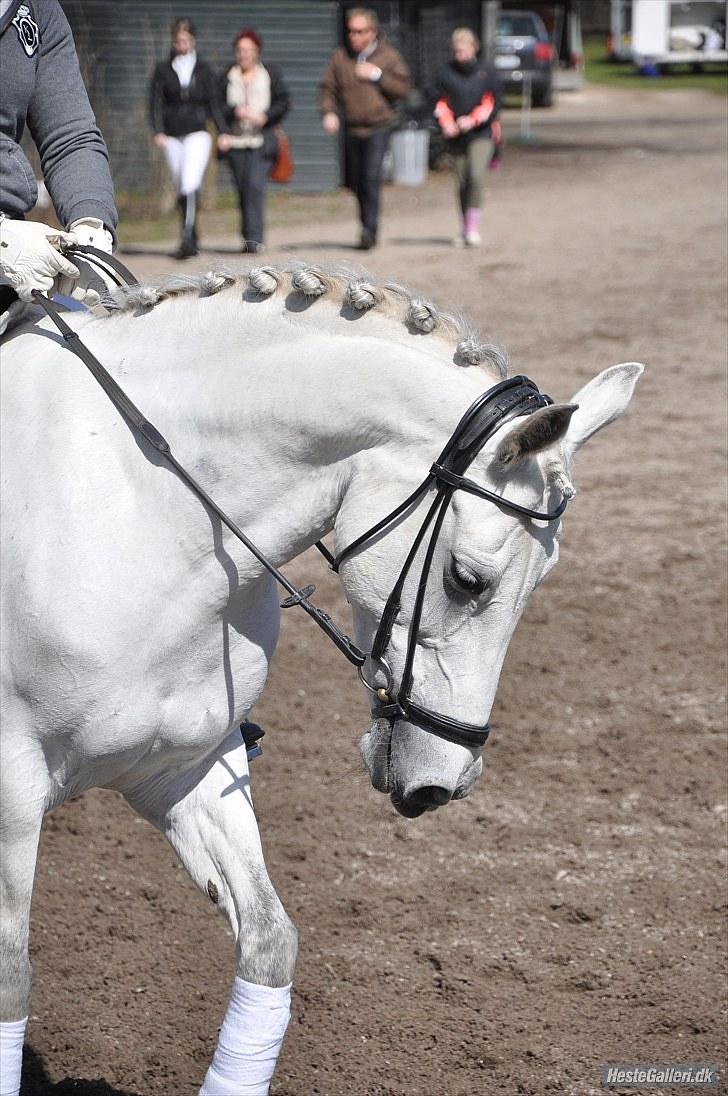 Tysk Sportspony My Fair Lady RSDH A-pony SOLGT - Taget af: Louise Sandra Clausen billede 14