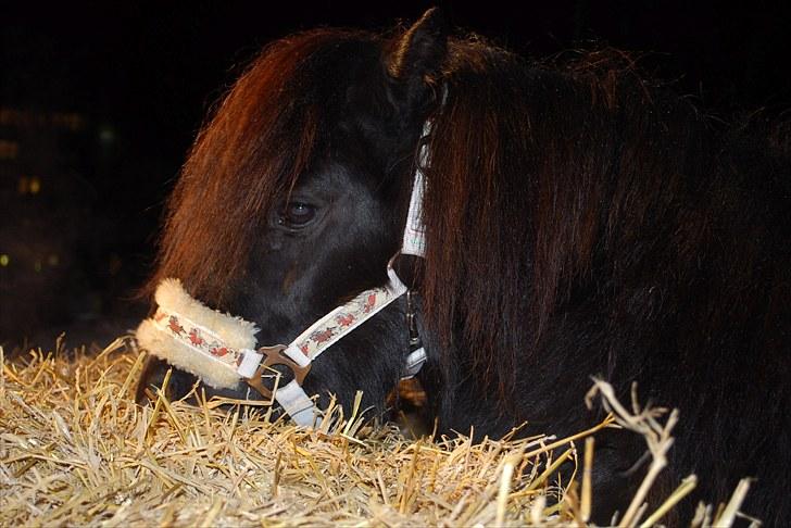 Shetlænder Sørby`s Viktor billede 7